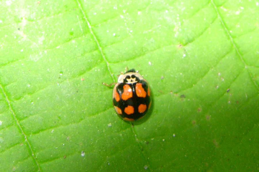 Coleotteri... almeno la famiglia!!